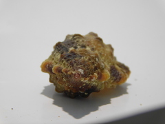 Dulcerana granularis