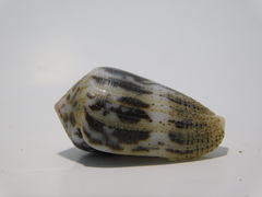 Conus striolatus