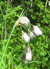 Eriophorum latifolium