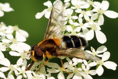 Leucozona glaucia