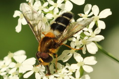 Leucozona glaucia