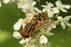 Parhelophilus laetus