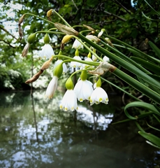 Leucojum aestivum aestivum