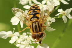 Parhelophilus laetus