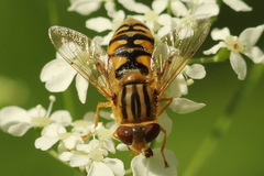 Parhelophilus laetus