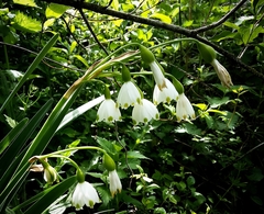 Leucojum aestivum aestivum