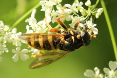 Temnostoma vespiforme