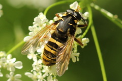 Temnostoma vespiforme