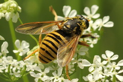 Temnostoma vespiforme