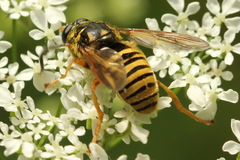 Temnostoma vespiforme