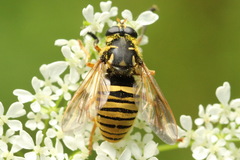 Temnostoma vespiforme