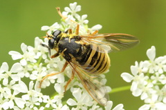 Temnostoma vespiforme