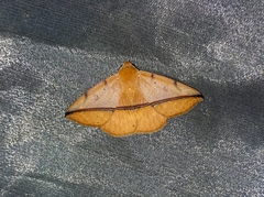 Ugia sundana