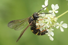 Argogorytes mystaceus