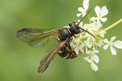 Argogorytes mystaceus