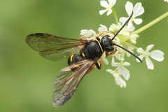 Argogorytes mystaceus