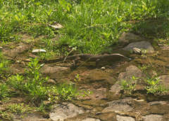 Varanus salvator bivittatus