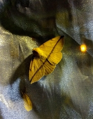 Ugia sundana