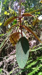Coleus