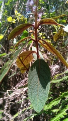 Coleus