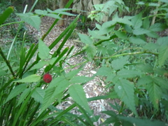 Rubus parvifolius