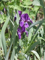 Iris aphylla