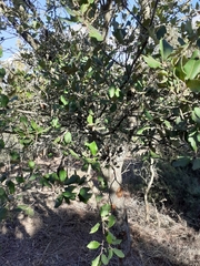 Quercus ilex