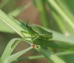 Atractomorpha acutipennis gerstaeckeri