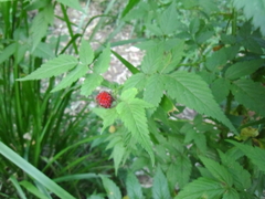 Rubus parvifolius