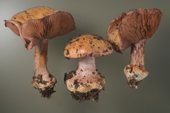 Cortinarius suaveolens