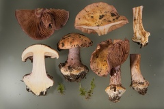 Cortinarius suaveolens