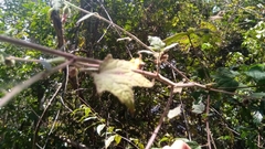 Malvaceae