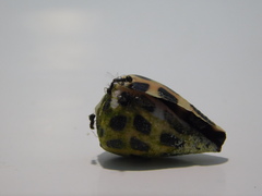 Conus ebraeus