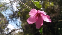 Malvaceae