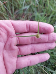 Cyperus erectus