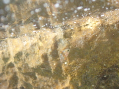 Diplodus