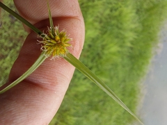 Cyperus erectus