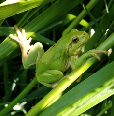 Hyla intermedia perrini