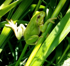 Hyla intermedia perrini