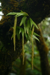 Oberonia verticillata