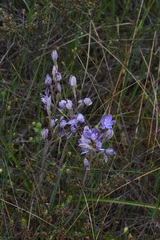 Thelymitra megcalyptra
