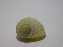 Nerita plicata