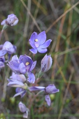 Thelymitra megcalyptra