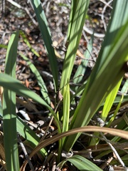 Carex wahuensis