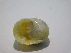Nerita plicata