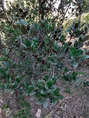 Quercus ilex