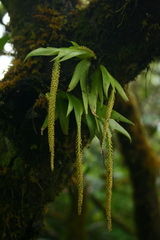 Oberonia verticillata