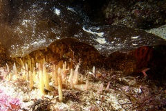 Ciocalypta penicillus