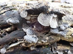 Resupinatus trichotis