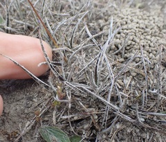 Luzula ulophylla